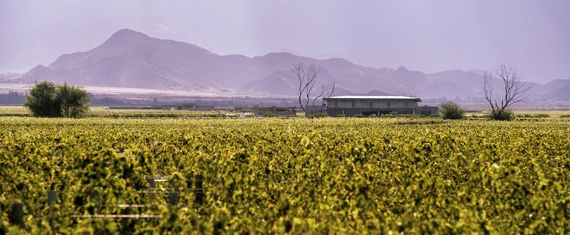 The Vines Resort & Spa Los Sauces  外观 照片